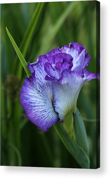 Floral Acrylic Print featuring the photograph Waiting to Unfurl by E Faithe Lester