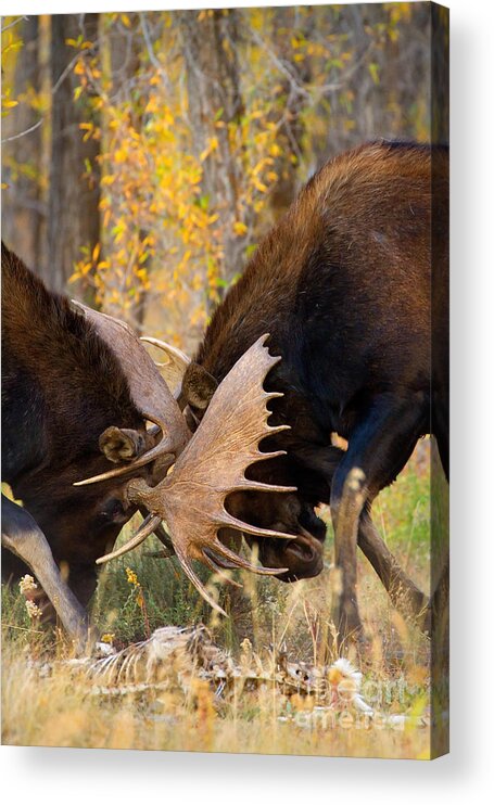 Bull Moose Acrylic Print featuring the photograph War in the Woods by Aaron Whittemore