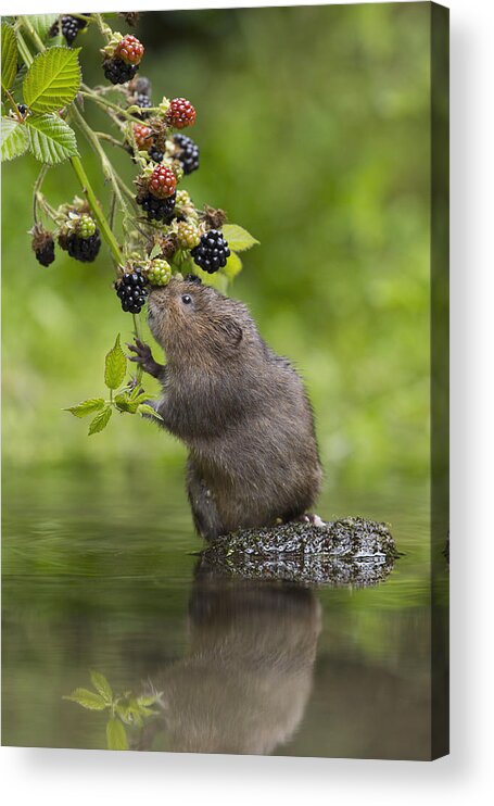 Nis Acrylic Print featuring the photograph Water Vole Eating Blackberries Kent Uk by Penny Dixie