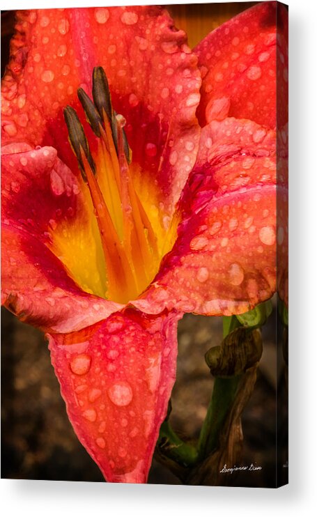 Lily Acrylic Print featuring the digital art Watered Lily by Georgianne Giese