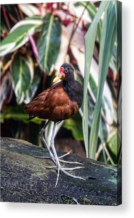 Granger Photography Acrylic Print featuring the photograph Wattled Jacana by Brad Granger