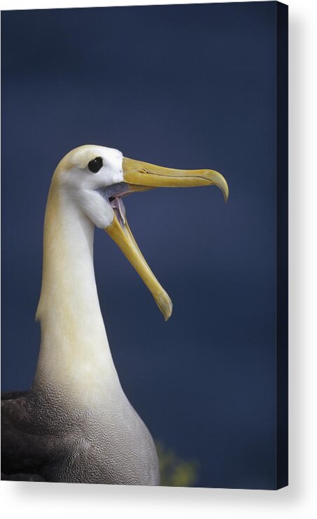 Feb0514 Acrylic Print featuring the photograph Waved Albatross Courtship Display by Tui De Roy