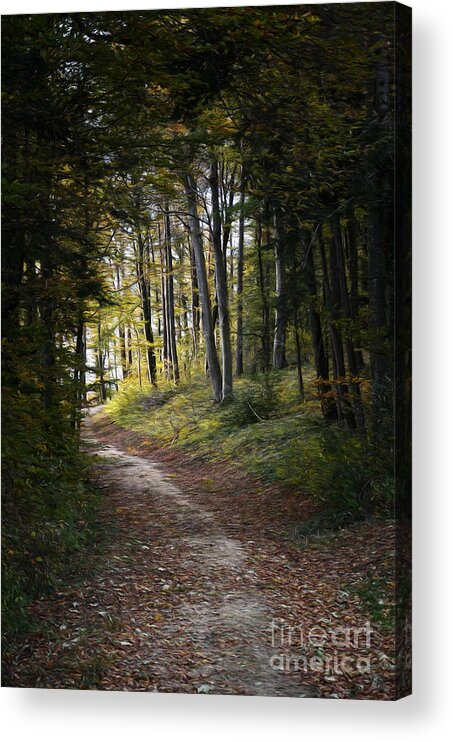 Autumn Wood Acrylic Print featuring the photograph Way To The Light by Bruno Santoro