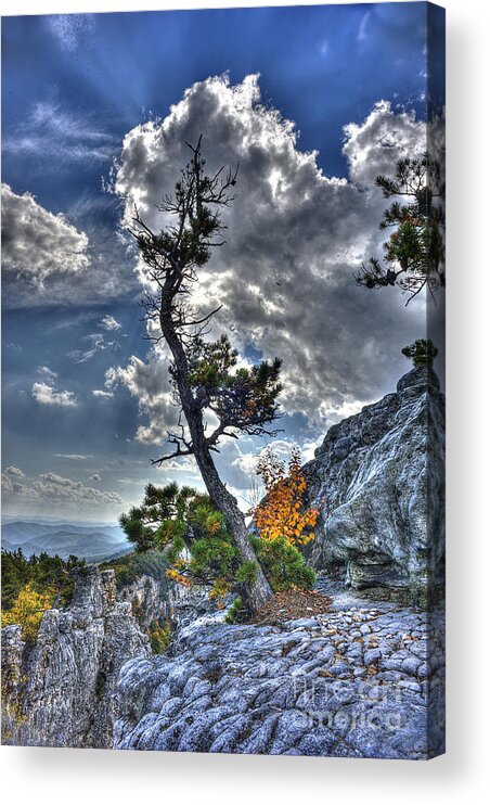 North Fork Mountain Acrylic Print featuring the photograph Weather ravaged tree top of mountain by Dan Friend