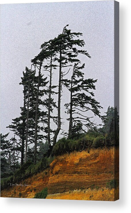 Weathered Fir Tree Above The Ocean Acrylic Print featuring the photograph Weathered Fir Tree Above The Ocean by Tom Janca