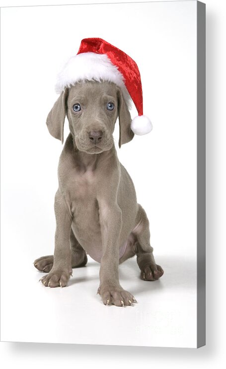 Dog Acrylic Print featuring the photograph Weimaraner With Christmas Hat by John Daniels