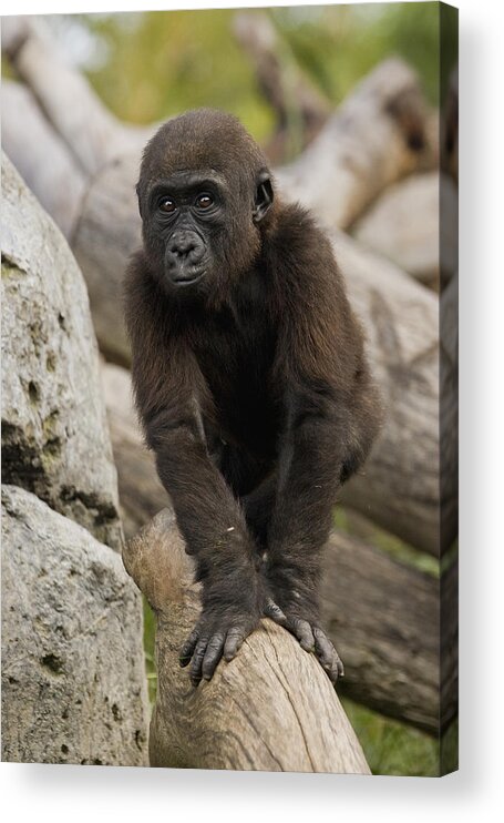 Feb0514 Acrylic Print featuring the photograph Western Lowland Gorilla Baby by San Diego Zoo