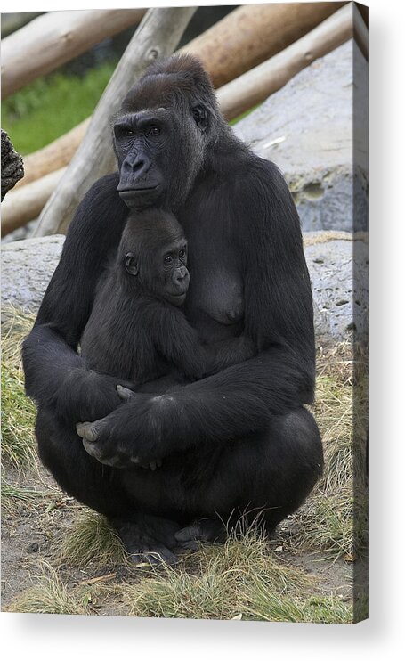 Feb0514 Acrylic Print featuring the photograph Western Lowland Gorilla Mother And Baby by San Diego Zoo