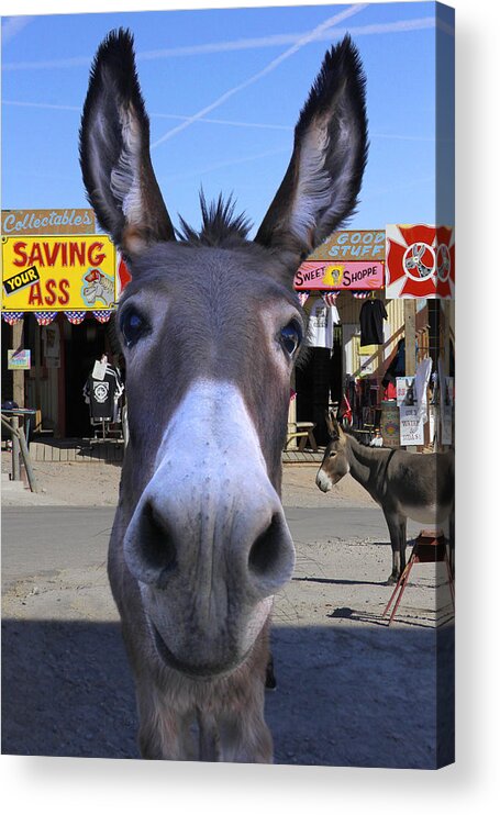Donkey Acrylic Print featuring the photograph What . . . No Carrots by Mike McGlothlen
