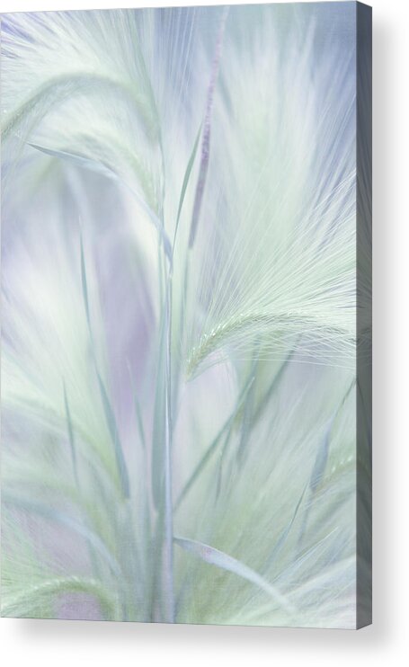 Grass Acrylic Print featuring the photograph Whisper in the Moon Light. Grass Pastels by Jenny Rainbow