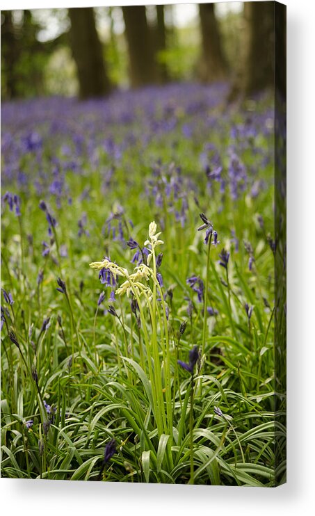 Forest Acrylic Print featuring the photograph White amongst the Blue by Spikey Mouse Photography