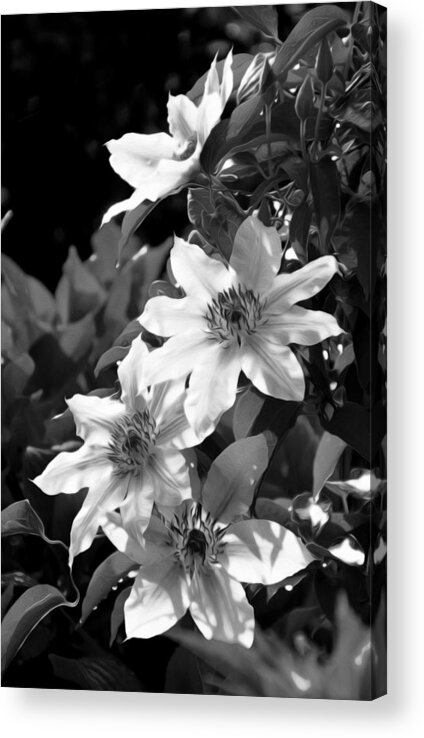 Black And White Acrylic Print featuring the photograph White flower 2 by Tracy Winter