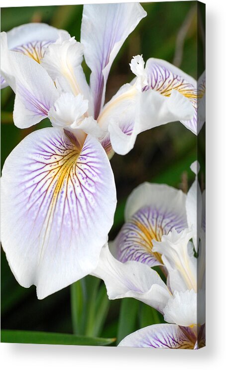 Flower Acrylic Print featuring the photograph White Iris 1 by Amy Fose
