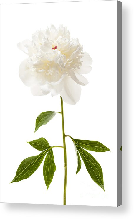 Peony Acrylic Print featuring the photograph White peony flower on white by Elena Elisseeva