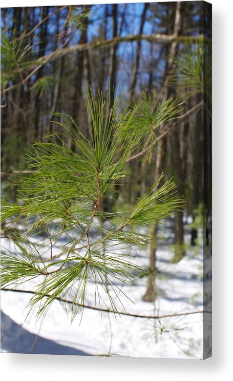 White Pine Acrylic Print featuring the photograph White Pine 2 by Allan Morrison