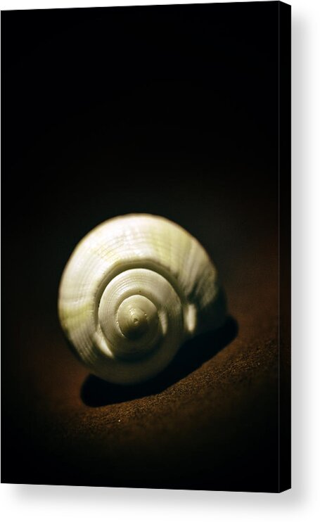 White Acrylic Print featuring the photograph White shell by Jaroslaw Blaminsky