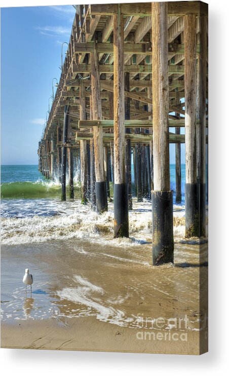 Ventura Ca. By The Sea Acrylic Print featuring the photograph Who are you looking at by David Zanzinger