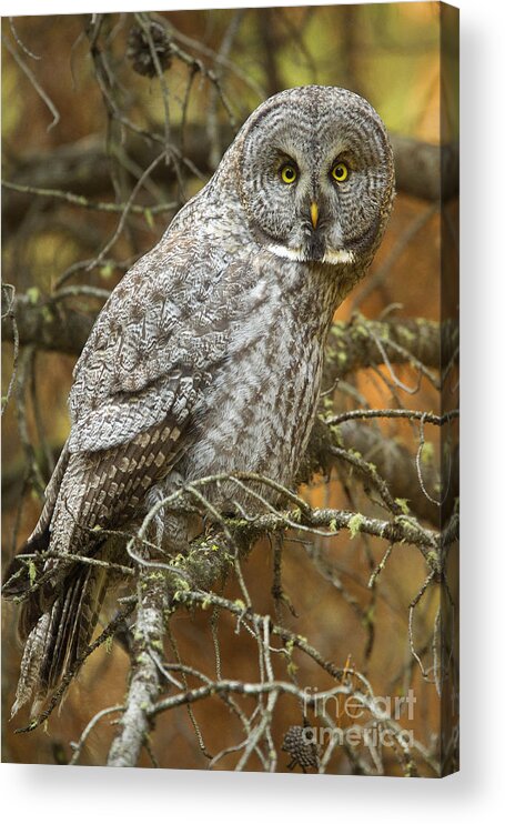 Great Gray Owl Acrylic Print featuring the photograph Who's There by Aaron Whittemore