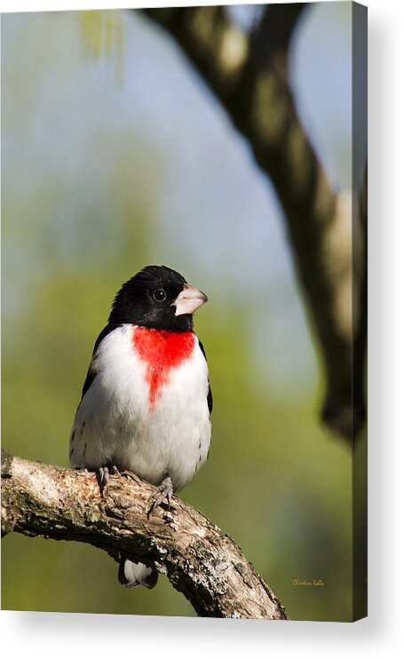 Bird Acrylic Print featuring the photograph Male Rose Breasted Grosbeak by Christina Rollo