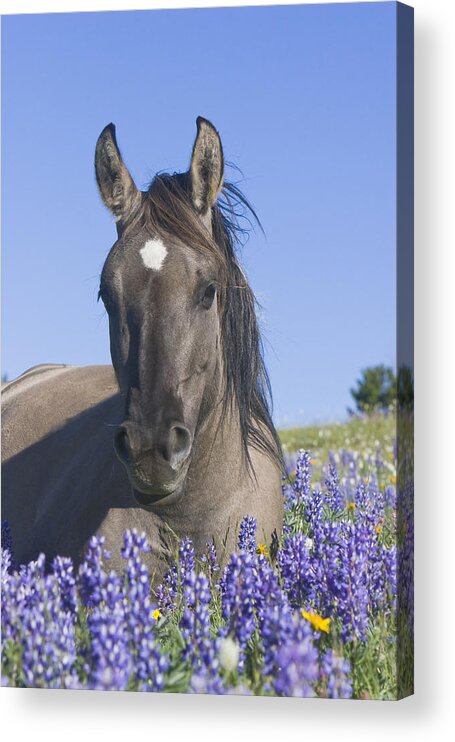 Wild Horse Acrylic Print featuring the photograph Wild Horse Foal in the Lupines by Mark Miller