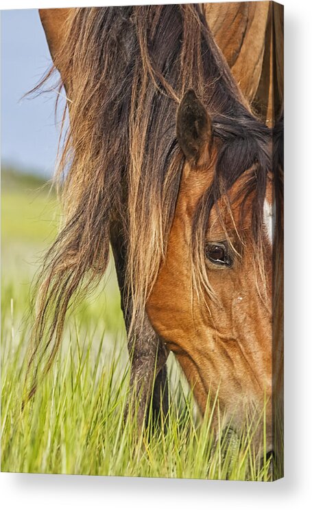 Wild Horse Acrylic Print featuring the photograph Wild Horse Grazing by Bob Decker