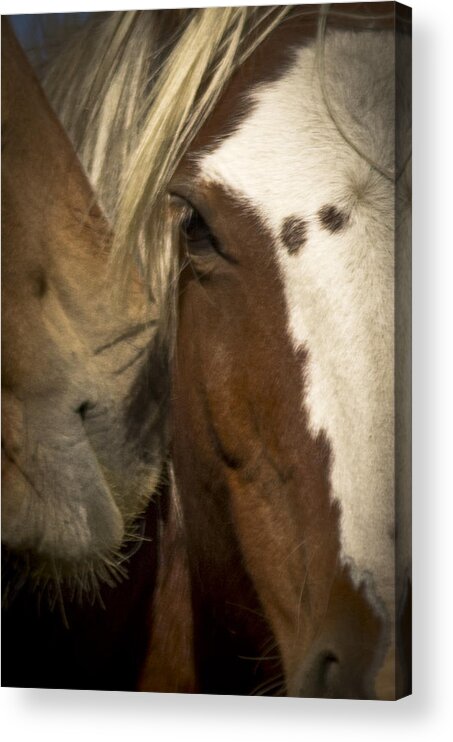 Andalusia Acrylic Print featuring the photograph Wild Mustangs of New Mexico 32 by Catherine Sobredo