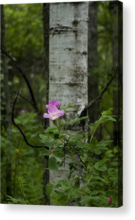 Photograph Acrylic Print featuring the photograph Wild Rose by Rhonda McDougall