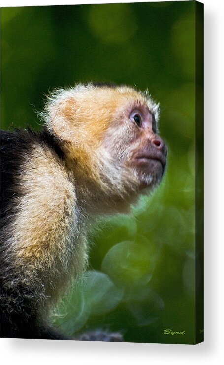 Monkey Acrylic Print featuring the photograph Wild White-faced Capuchin monkey by Christopher Byrd
