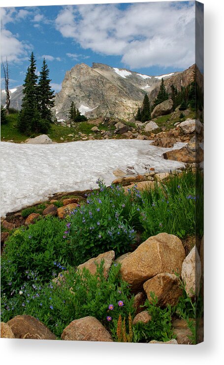 Landscape Acrylic Print featuring the photograph Wildflowers in the Indian Peaks Wilderness by Ronda Kimbrow