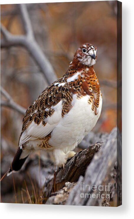 Bird Acrylic Print featuring the photograph Willow Ptarmigan by Bill Singleton