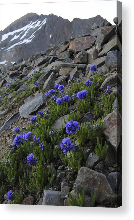 Blue Flowers Acrylic Print featuring the photograph Wilson Peak Wildflowers by Aaron Spong