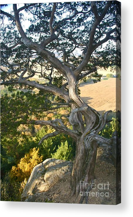 Joanmcarthur Acrylic Print featuring the photograph Wind Twisted Tree by Joan McArthur
