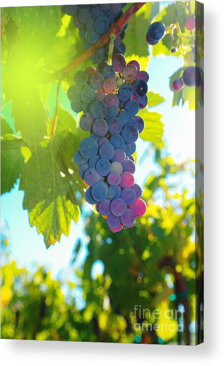 Wine Acrylic Print featuring the photograph Wine grapes by Jeff Swan