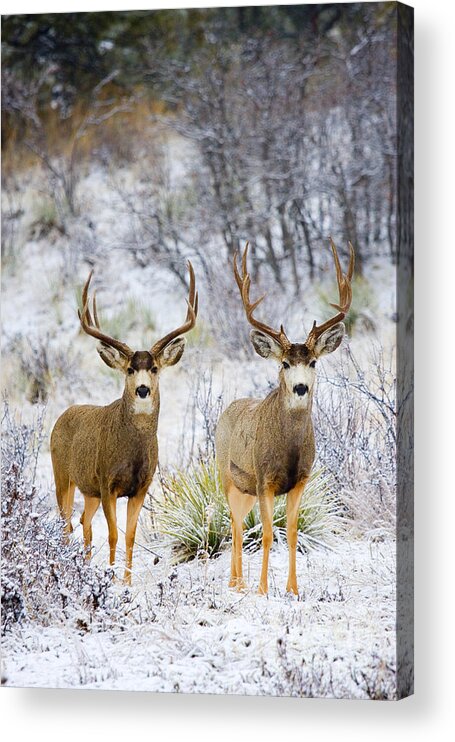 Deer Acrylic Print featuring the photograph Winter Bucks by Steven Krull