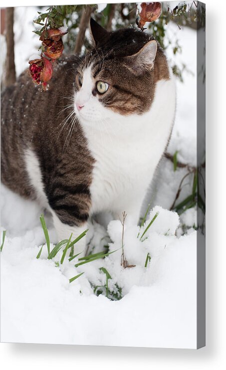 Cat Acrylic Print featuring the photograph Winter cat by Laura Melis