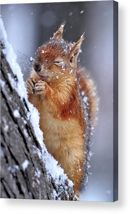 Squirrel Acrylic Print featuring the photograph Winter by Ervin Kobak?i