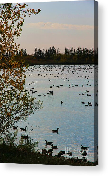  Birds Acrylic Print featuring the photograph Winter Escape Gathering by Teresa Zieba