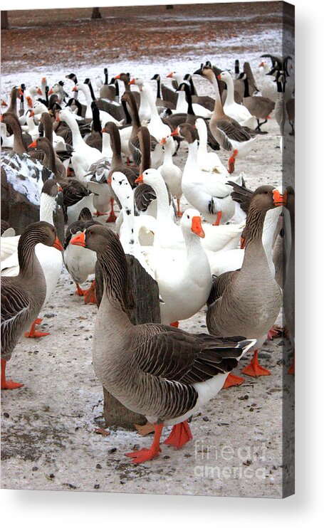 Winter Acrylic Print featuring the photograph Winter Geese in Columbia Park by Carol Groenen