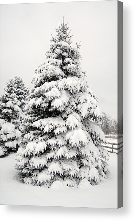 Fir Tree Acrylic Print featuring the photograph Winter Tree by Wesley Elsberry