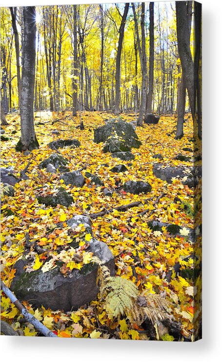 Fall Acrylic Print featuring the photograph Wisconsin Sugar Maple Carpet by Ray Mathis