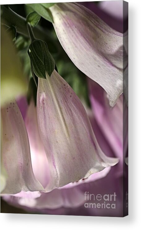 Lamiales Acrylic Print featuring the photograph With Foxglove by Joy Watson