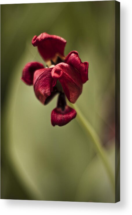 3scape Photos Acrylic Print featuring the photograph Withered Tulip by Adam Romanowicz