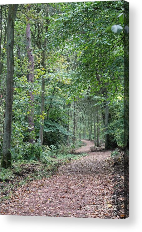 Tree Acrylic Print featuring the photograph Woodland path by David Grant