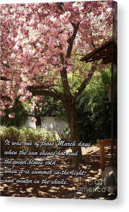 Tree Acrylic Print featuring the photograph Words Of The Seasons by Dawn Gari