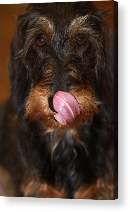 Wire Haired Dachshund Acrylic Print featuring the photograph Working Dog Wirehaired Dachshund by Andrea Lazar