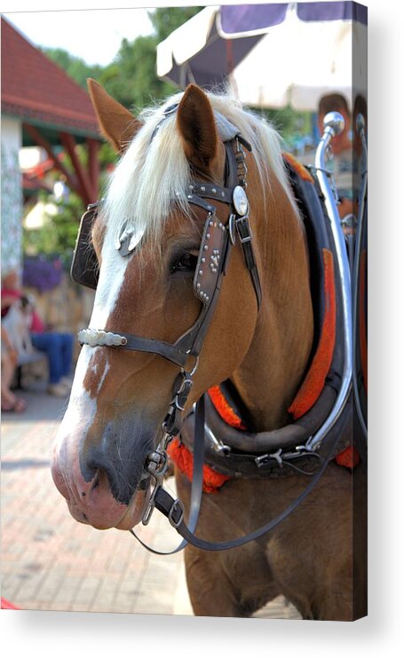 10421 Acrylic Print featuring the photograph Working Horse by Gordon Elwell