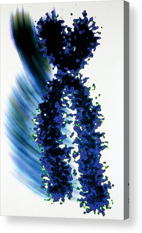 Genetic Acrylic Print featuring the photograph X Chromosome by Joubert