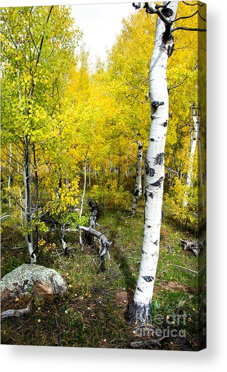 Fall Color Acrylic Print featuring the photograph Yellow Aspens by Baywest Imaging