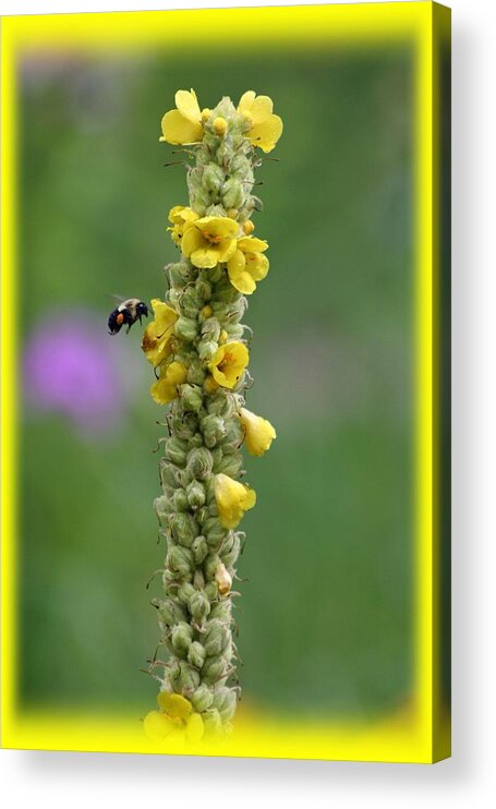 Yellow Acrylic Print featuring the photograph Yellow Flower by Jes Fritze