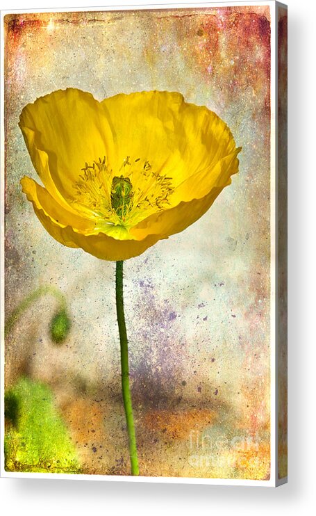 Flower Acrylic Print featuring the photograph Yellow Icelandic Poppy And Texture by Mimi Ditchie